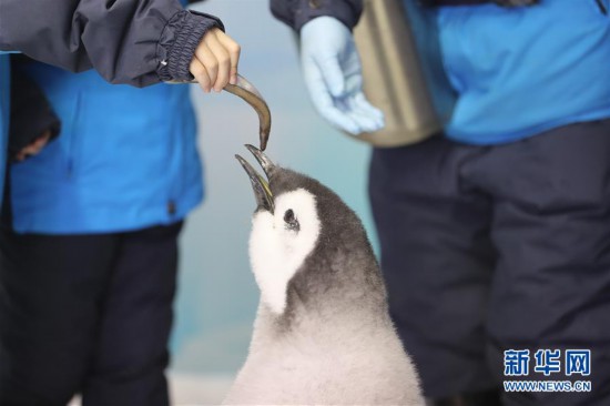 （社會）（3）廣東珠海：小學生零距離接觸帝企鵝