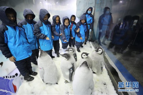 （社會）（1）廣東珠海：小學生零距離接觸帝企鵝